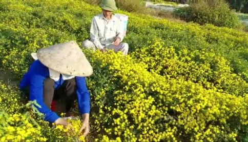 Bỏ cây "thổi lửa châm hút vào hại phổi", dân Hải Phòng đổi sang trồng thứ hoa nở tưng bừng, trái quá trời, thu nhập tốt