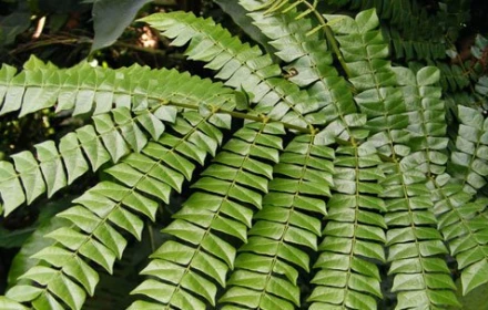 Đây có thể là nguyên nhân thương lái Trung Quốc ồ ạt săn lùng cây mán đỉa?