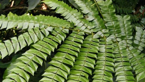 Đây có thể là nguyên nhân thương lái Trung Quốc ồ ạt săn lùng cây mán đỉa?