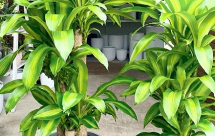 Cây thiết mộc lan Chiêu Tài rước lộc giàu có nhưng 2 mệnh này đại kỵ dễ hụt tài khí