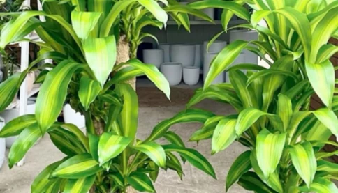 Cây thiết mộc lan Chiêu Tài rước lộc giàu có nhưng 2 mệnh này đại kỵ dễ hụt tài khí