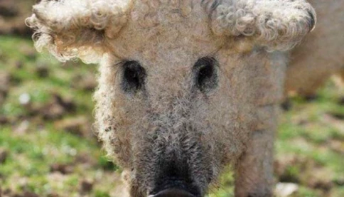 Giống lợn "báu vật" lông xù như cừu, thịt ngon như bò Kobe, từng có nguy cơ tuyệt chủng