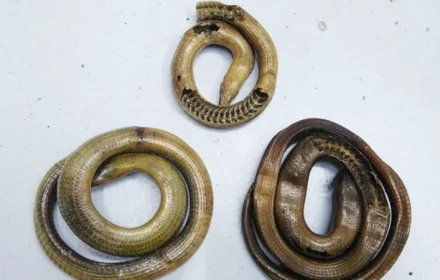 Hơn 17 triệu/kg “lươn núi”, từ bò sát vô hại đến dược liệu đắt đỏ