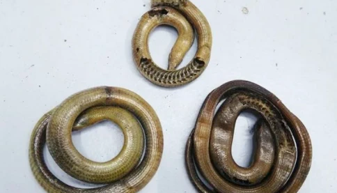 Hơn 17 triệu/kg “lươn núi”, từ bò sát vô hại đến dược liệu đắt đỏ