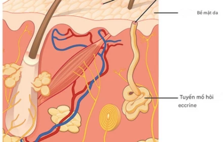 Tại sao mồ hôi không màu lại để lại vết ố vàng sau khi khô?