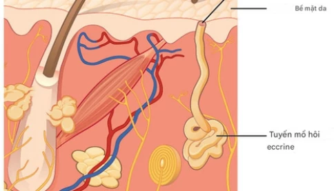 Tại sao mồ hôi không màu lại để lại vết ố vàng sau khi khô?