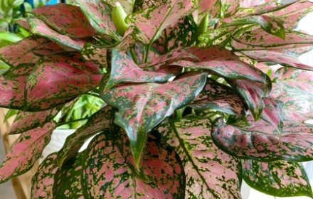 Chia sẻ kinh nghiệm trồng cây trong nhà