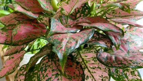 Chia sẻ kinh nghiệm trồng cây trong nhà