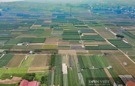 Làng hoa Hồng Hà của tỉnh Ninh Bình, trước thuộc Nam Định cũ, người dân trồng hoa gì mà thu 900 triệu/ha/năm?