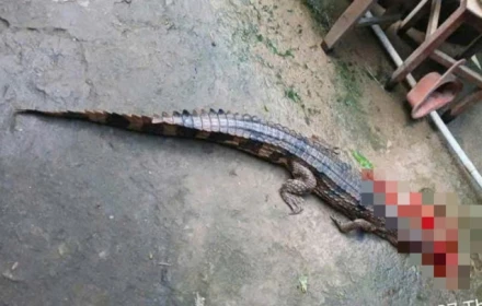 Cá sấu sổng chuồng cắn thầy giáo ở Tây Ninh, thú nuôi trái phép lộ diện và mức án phạt gây chấn động