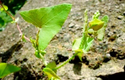 Cây dại đến rắn cũng sợ, ở nước ngoài bán gần 150.000đ/kg