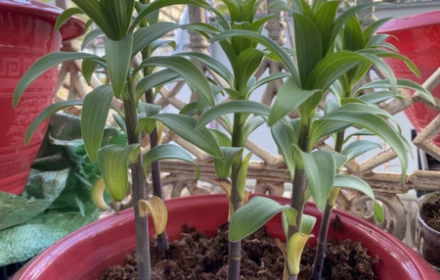 Ly trồng củ bị vàng lá là bị làm sao? Cách khắc phục