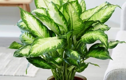 4 cây cảnh không để ở trong phòng ngủ vì ảnh hưởng không tốt cho gia chủ