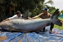 Chiêm ngưỡng những thủy quái khổng lồ ở sông Mekong