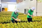 Rau quả Việt Nam lội ngược dòng, cả năm thu 8,5 tỷ USD, chỉ bán cho Trung Quốc đã đạt hơn 5 tỷ USD