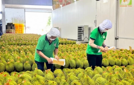 Rau quả Việt Nam lội ngược dòng, cả năm thu 8,5 tỷ USD, chỉ bán cho Trung Quốc đã đạt hơn 5 tỷ USD