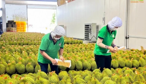 Rau quả Việt Nam lội ngược dòng, cả năm thu 8,5 tỷ USD, chỉ bán cho Trung Quốc đã đạt hơn 5 tỷ USD