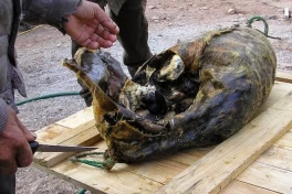 Đặc sản "rợn người" của người Inuit, đọc quá trình chế biến mà rùng cả mình!