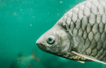 Trung Quốc tạo ra loại cá mới gần như "không xương" dành cho bữa ăn gia đình