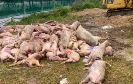 🚨 Khởi tố 7 bị can đào bới các xác heo chết, heo bệnh lên rồi mổ xẻ, sơ chế nhằm bán ra thị trường