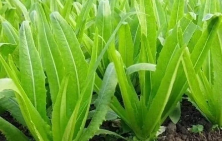 Loại rau giàu canxi gấp đôi sữa: Ăn sống hay nấu chín cũng giúp xương chắc khỏe