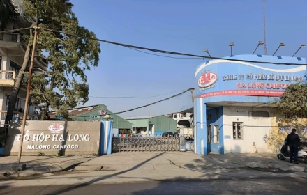 Phê chuẩn bắt khẩn cấp Tổng Giám đốc Công ty CP Đồ hộp Hạ Long