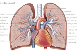 13 câu hỏi về cách cơ thể con người hoạt động đã được giải đáp