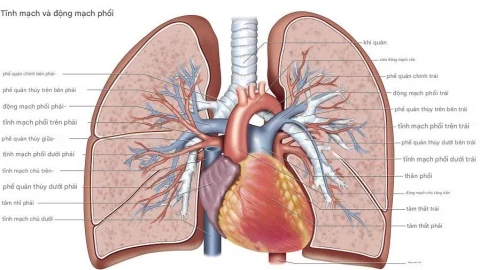 13 câu hỏi về cách cơ thể con người hoạt động đã được giải đáp