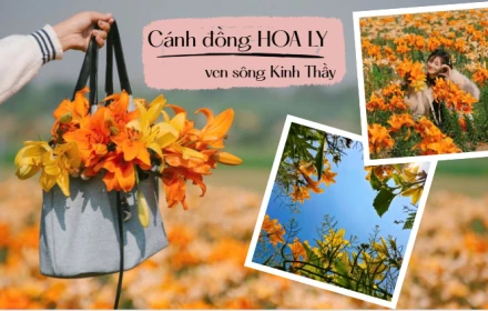 Một bãi bồi ven sông bỗng hóa biển hoa: Cánh đồng hoa ly nhuộm vàng ven sông Kinh Thầy hút khách check in