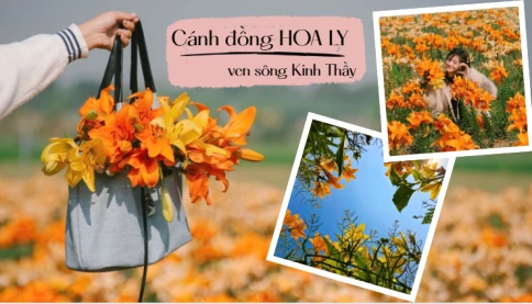 Một bãi bồi ven sông bỗng hóa biển hoa: Cánh đồng hoa ly nhuộm vàng ven sông Kinh Thầy hút khách check in