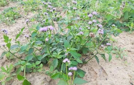 Từ cây dại ven đường đến bài thuốc hỗ trợ viêm xoang trong Đông y