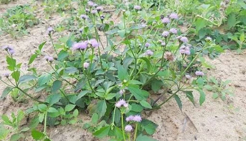 Từ cây dại ven đường đến bài thuốc hỗ trợ viêm xoang trong Đông y