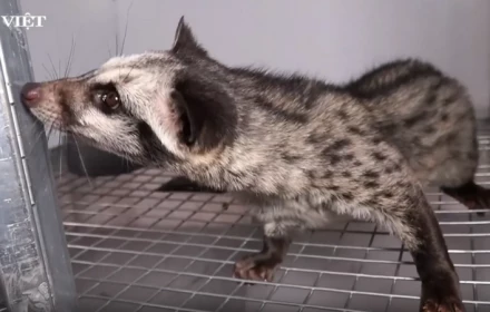 Nuôi con vật "ăn ít" từng là loài động vật hoang dã, một ông nông dân Thái Nguyên bán đến đâu hết đến đấy