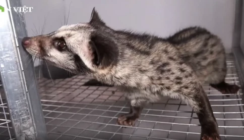 Nuôi con vật "ăn ít" từng là loài động vật hoang dã, một ông nông dân Thái Nguyên bán đến đâu hết đến đấy