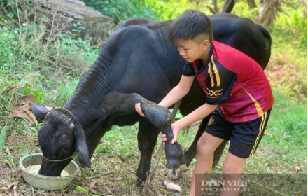 Chuyện lạ Thanh Hóa khiến dân làng xôn xao, một con bò đực mọc tới 6 chân, người ta đang đến xem