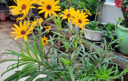 Hai loại hoa cúc này, hoa vừa đẹp, ra quanh năm thích hợp để trồng ở ban công hoặc sân vườn