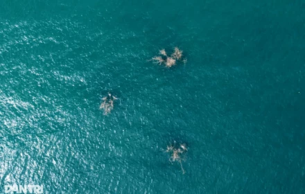 Thông tin về 3 bụi tre “mọc” giữa biển Nha Trang