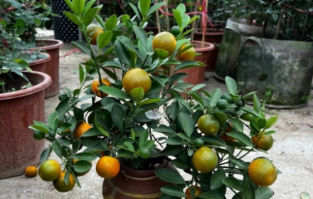 Làm sao có thể trồng cây quất to như vậy trong chiếc sành đất nhỏ?