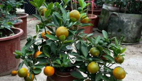Làm sao có thể trồng cây quất to như vậy trong chiếc sành đất nhỏ?
