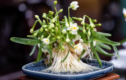 Lễ hội hoa thủy tiên tại Văn miếu Mao Điền