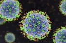 Bộ Y tế cảnh báo nguy cơ từ virus Nipah: Chưa có vắc xin, tỉ lệ tử vong cao