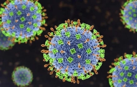 Bộ Y tế cảnh báo nguy cơ từ virus Nipah: Chưa có vắc xin, tỉ lệ tử vong cao