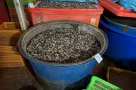 Đã tiêu thụ hàng ngàn tấn thịt ốc bươu ngâm thủy tinh lỏng, kinh khủng thật!
