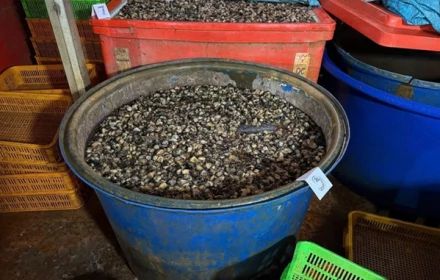 Rùng mình lời khai của chủ vựa ngâm 3.000 tấn thịt ốc bằng hóa chất công nghiệp