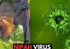 Bộ Y tế khẩn cấp yêu cầu tăng cường giám sát virus Nipah tại cửa khẩu