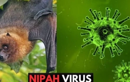 Bộ Y tế khẩn cấp yêu cầu tăng cường giám sát virus Nipah tại cửa khẩu