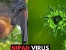 Bộ Y tế khẩn cấp yêu cầu tăng cường giám sát virus Nipah tại cửa khẩu