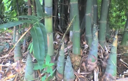 Vì sao măng tre lại là "siêu thực phẩm", nguồn protein khổng lồ bị bỏ quên, ở Việt Nam, quan niệm ăn măng tre là độc?