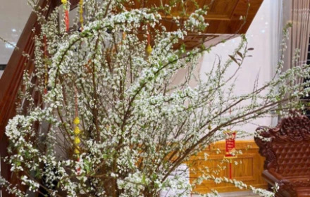 Cách chọn mua và cắm tuyết mai nở bung