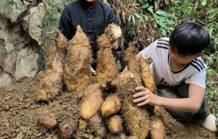 Củ từ rừng khổng lồ, bạn đã thấy bao giờ chưa?